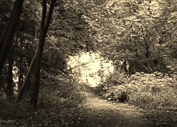Szary + Sepia