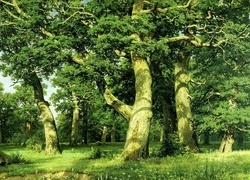 Oryginalny obrazek