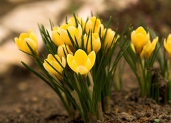 Oryginalny obrazek