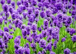 Oryginalny obrazek