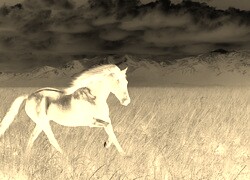 Sepia + Negatyw