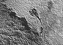 Skamielina