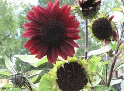 Oryginalny obrazek