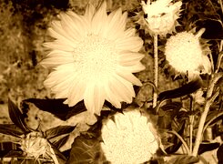 Sepia + Negatyw