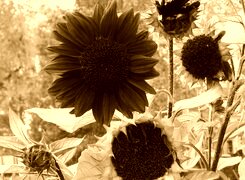 Sepia