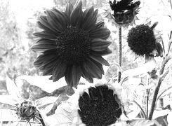 Szary + Sepia