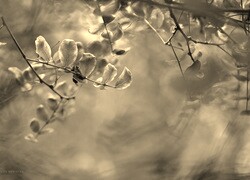Szary + Sepia