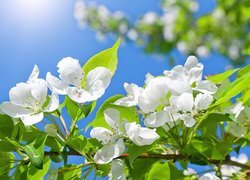 Oryginalny obrazek