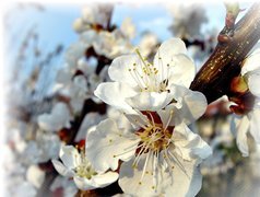 Oryginalny obrazek