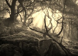 Szary + Sepia