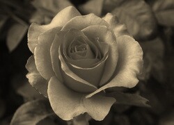 Szary + Sepia