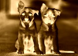 Sepia + Negatyw