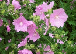 Oryginalny obrazek
