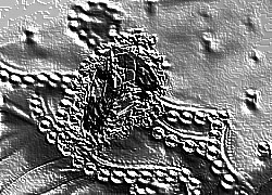 Skamielina