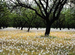 Oryginalny obrazek