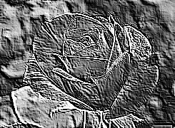 Skamielina