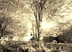 Sepia