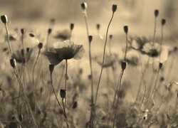 Szary + Sepia