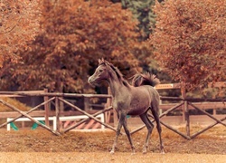 Oryginalny obrazek