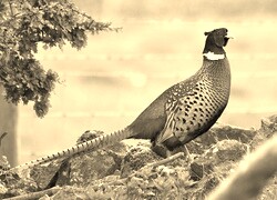 Szary + Sepia