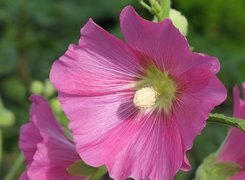 Oryginalny obrazek