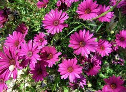 Oryginalny obrazek