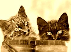 Sepia + Negatyw