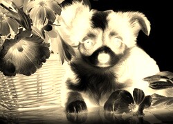 Sepia + Negatyw