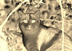Sepia + Negatyw