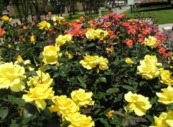 Oryginalny obrazek