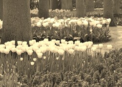 Szary + Sepia