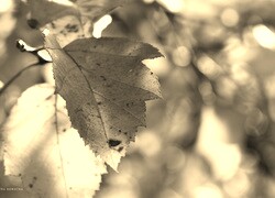 Szary + Sepia