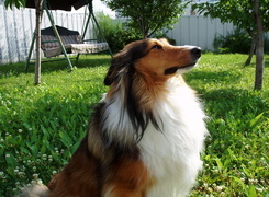 Oryginalny obrazek