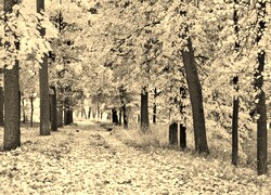Szary + Sepia