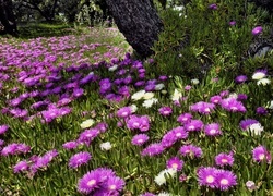 Oryginalny obrazek