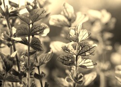 Szary + Sepia