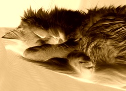 Sepia + Negatyw