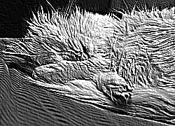 Skamielina