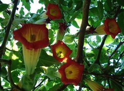 Oryginalny obrazek