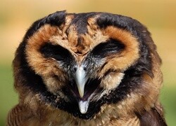 Oryginalny obrazek