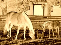 Sepia + Negatyw