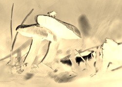 Sepia + Negatyw