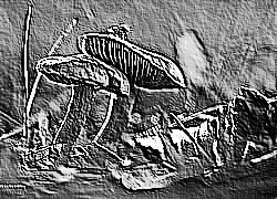 Skamielina