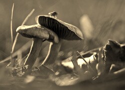 Szary + Sepia