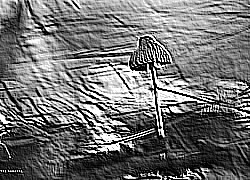 Skamielina