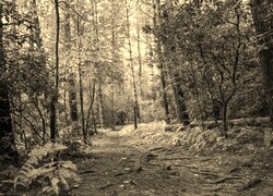 Szary + Sepia