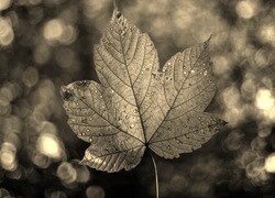 Szary + Sepia