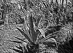 Skamielina