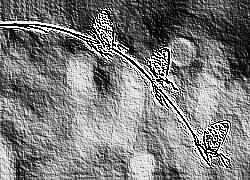 Skamielina