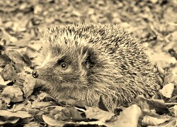 Sepia